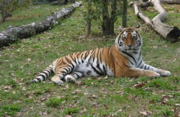 Parco Zoo - tigre