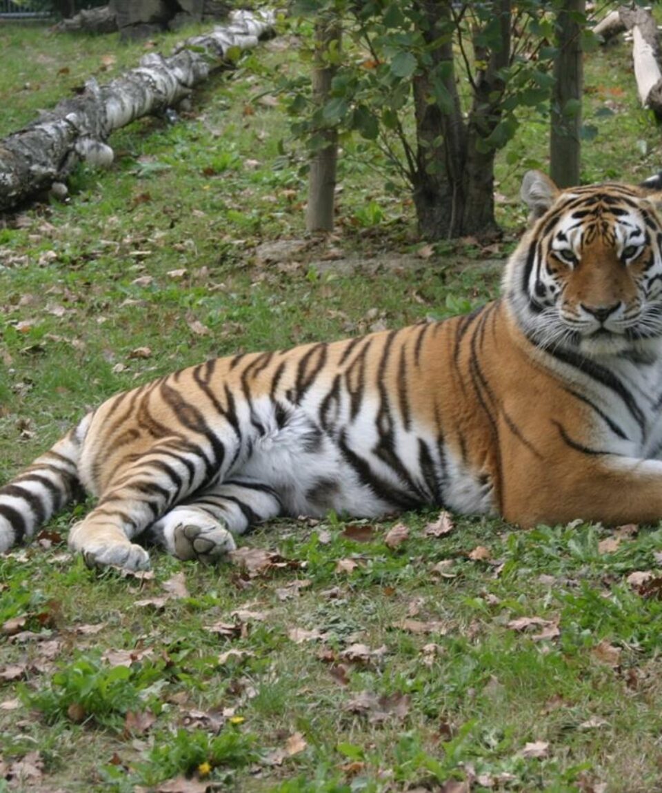 Parco Zoo - tigre