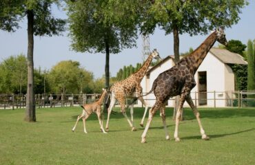Parco_Zoo_giraffe.width-1000