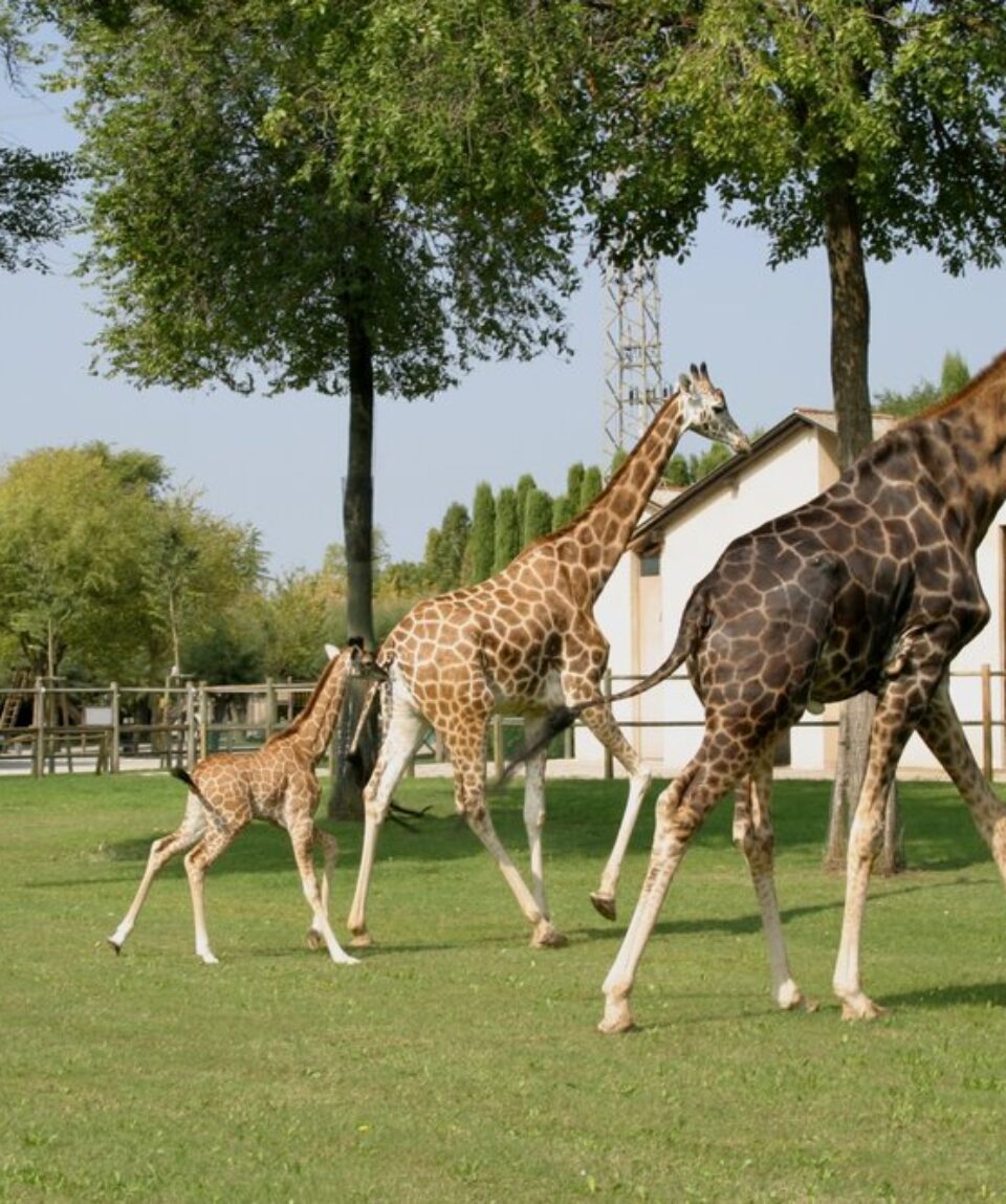 Parco_Zoo_giraffe.width-1000