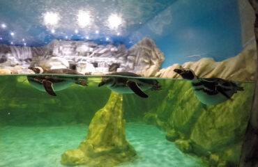 Tropicarium-Park-Jesolo-1