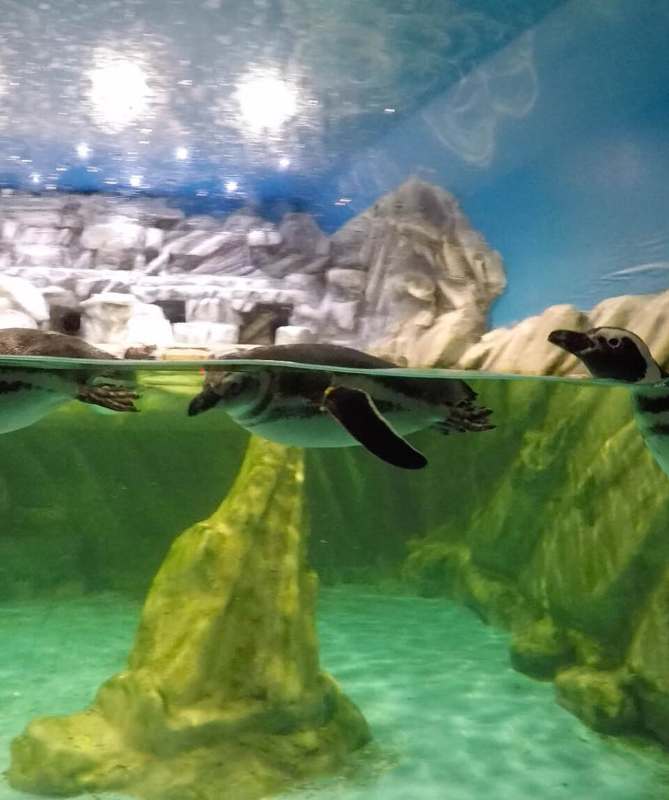 Tropicarium-Park-Jesolo-1