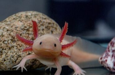 axolotl-orig
