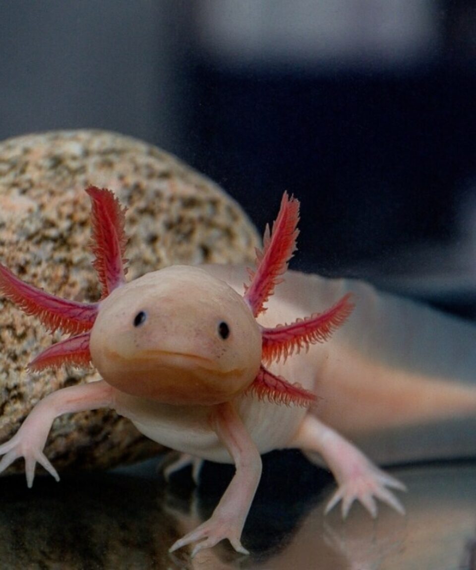 axolotl-orig