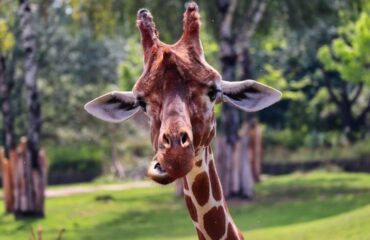 crp960x640-parcozoo-1