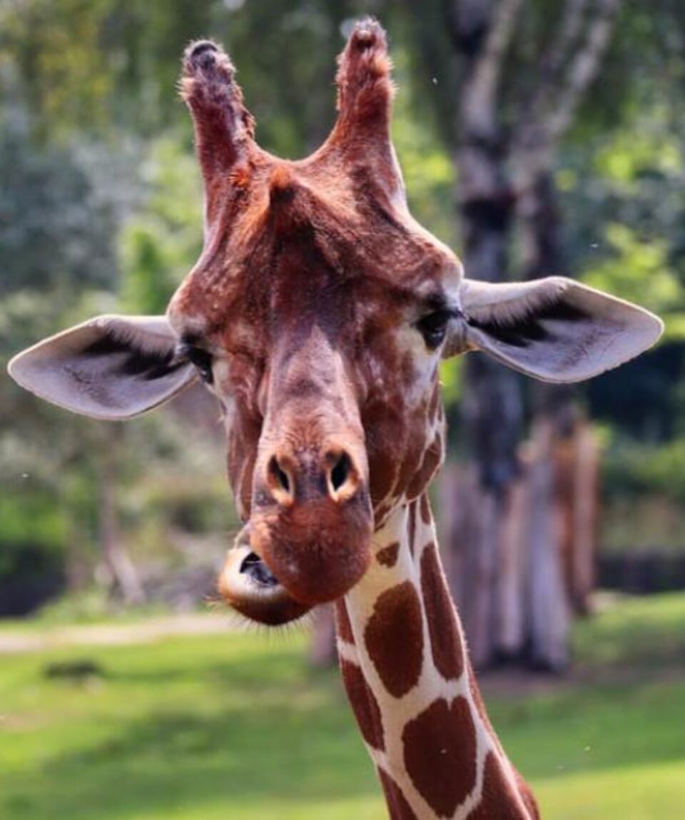 crp960x640-parcozoo-1