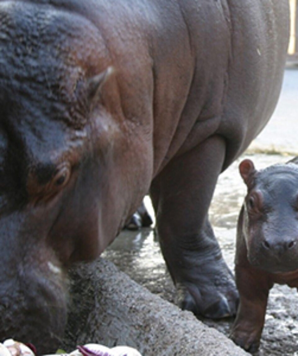 parco-zoo-punta-verde-rinoceronti