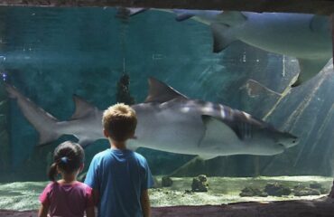 suqali per copertina